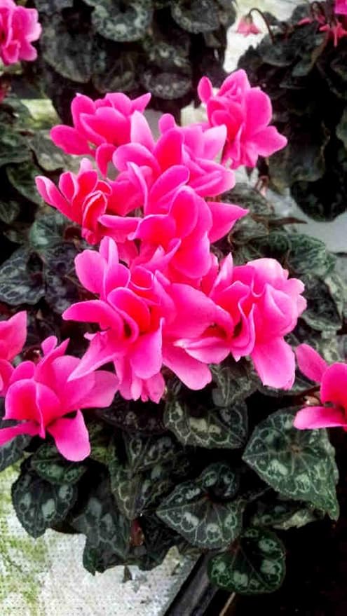 Amazon Co Jp 金賞受賞の花農家から直送 シクラメン チモローゼス ピンク ラッピングあり5号鉢 茨城 大内園芸 Diy 工具 ガーデン