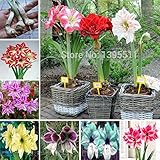 New Arrival! Ture amaryllis bulbs,hippeastrum flowers,hippeastrum bulbs,bonsai rare flower bulbs,home garden plant -2pcs/bag