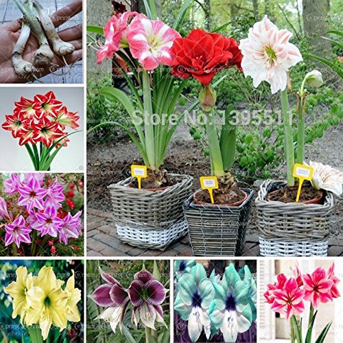 New Arrival! Ture amaryllis bulbs,hippeastrum flowers,hippeastrum bulbs,bonsai rare flower bulbs,home garden plant -2pcs/bag New Arrival! Ture amaryllis bulbs,hippeastrum flowers,hippeastrum bulbs,bonsai rare flower bulbs,home garden plant -2pcs/bag