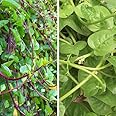 TomorrowSeeds - Red and Green Mix Malabar Spinach Seeds - 50+ Count - For 2025 Planting Christmas Mix Red Stem Green Giant Ceylon Vine Asian Vegetable Grow Your Own Home Farm Patio Healthy Sustainable