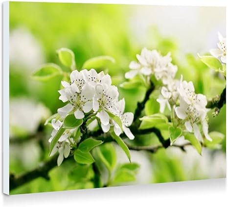 Amazon Co Jp 小枝 リンゴの花 緑 壁の絵 壁掛け ソファの背景絵画 壁アート写真の装飾画の壁画 植物 花 50cmx35cm ホーム キッチン