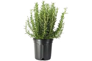 American Plant Exchange Live Tuscan Blue Rosemary Plant with Fragrant Blue and Violet Flowers, Edible Herb Plant, Plant Pot for Home and Garden Decor, 10" Pot, 1 Count