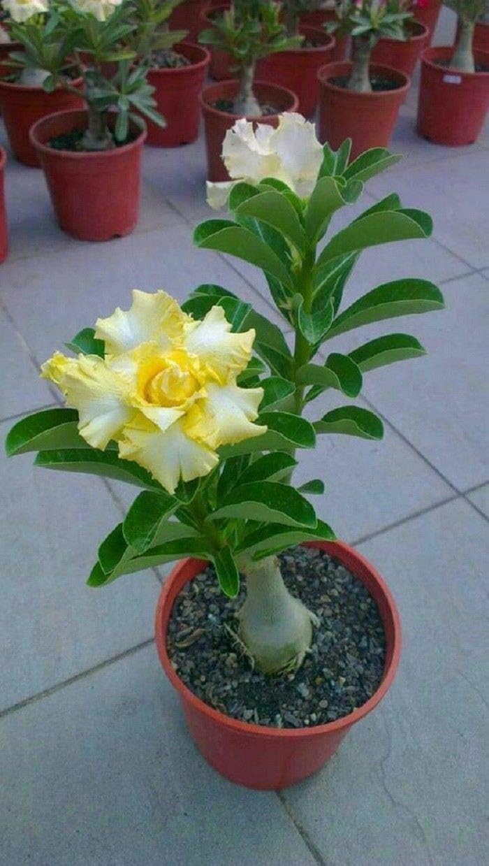 4 Yellow White Desert Rose Seeds Adenium Obesum Flower