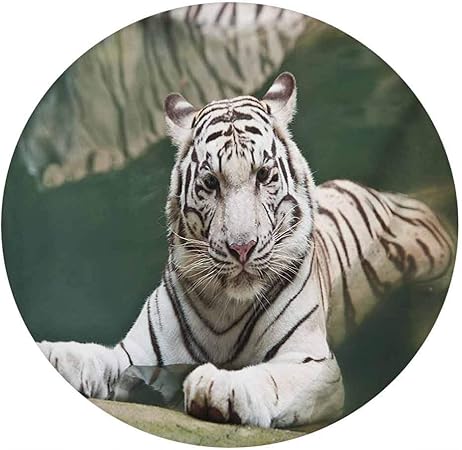 LCGGDB Tiger 3D - calcomanía decorativo para ventana, diseño de Bengala