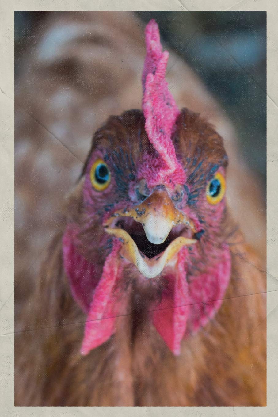 2020 Laying Hen Chicks Cool Planner Calendar Organizer Daily Weekly