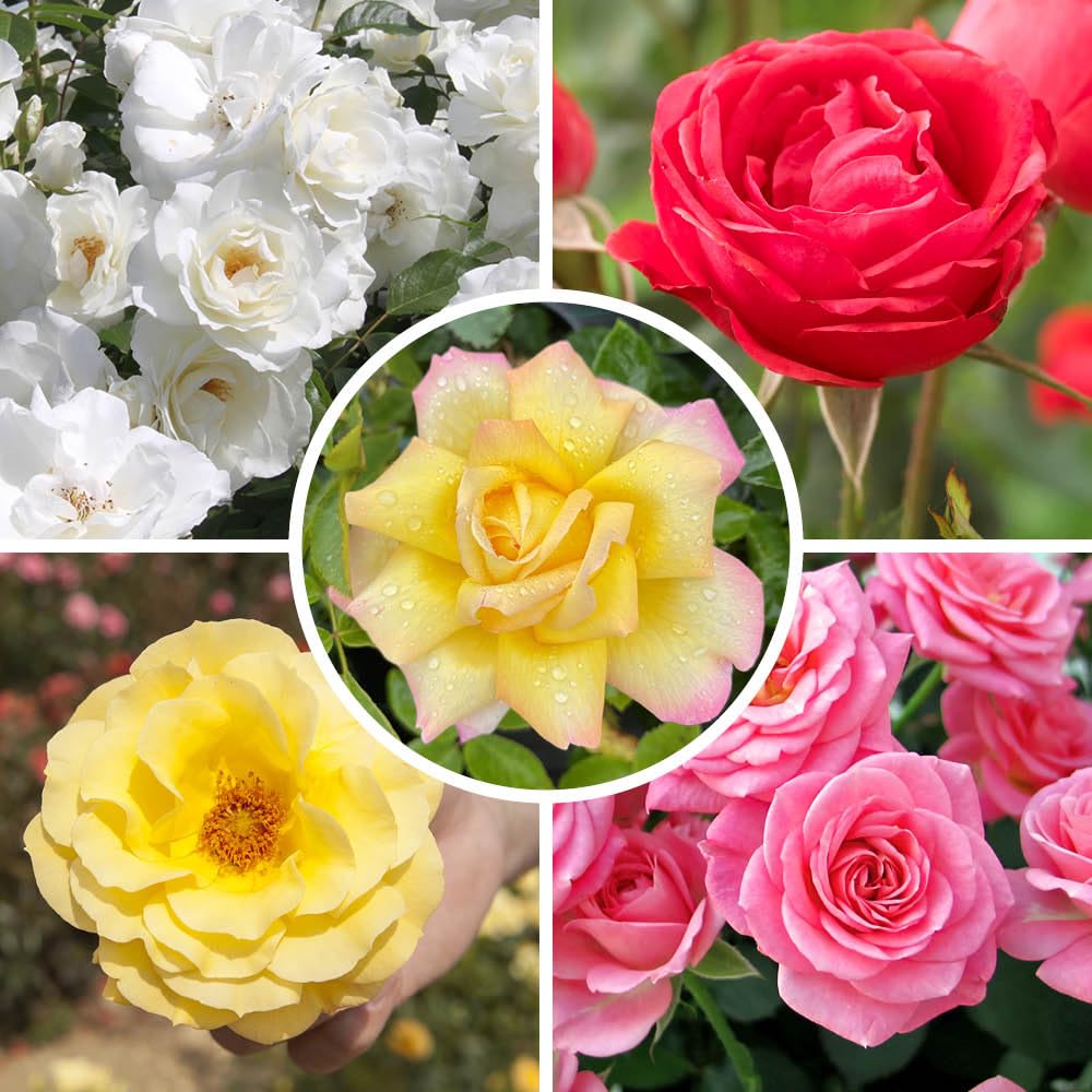 YouGarden - Garden Glamour 'Repeat-Flowering' Rose Bush Collection x 5 Bare Root Plants