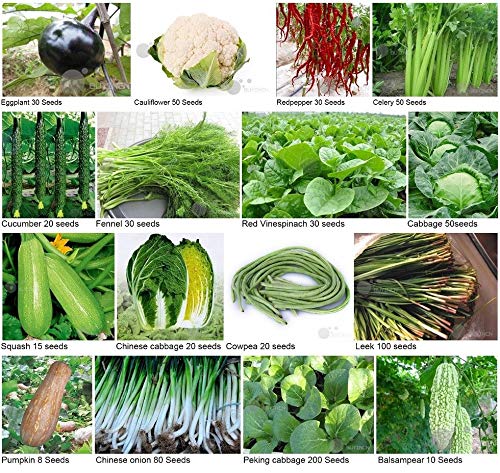 ASTONISH Seeds Package: Choy Sum 200 Seeds: Vegetable Seed Heirloom Non-GMO Seeds Bank Survival Organic Plant Garden