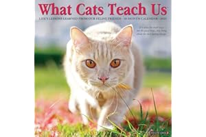 What Cats Teach Us 2025 12" x 12" Wall Calendar