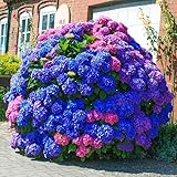 25pcs Blue Pink Purple Hydrangea - Beautiful and