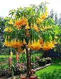 5 Angel's Trumpet Tree Seeds Buy One Get One Free /