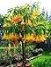 5 Angel's Trumpet Tree Seeds Buy One Get One Free /