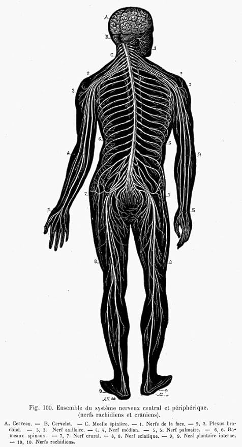 Human Nervous System N19th Century Drawing French Of The Central And Peripheral Nervous Systems Poster Print By 24 X 36 Amazon In Home Kitchen The peripheral nervous system (pns) connects the central nervous system with the peripheral parts of the peripheral nerves are made up of bundles of nerve fibers, and they're categorized as either. human nervous system n19th century