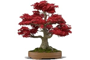 CZ GRAIN Japanese Red Maple Bonsai Tree Seeds | 30+ Seeds | Highly Prized for Bonsai, Japanese Maple Tree Seeds
