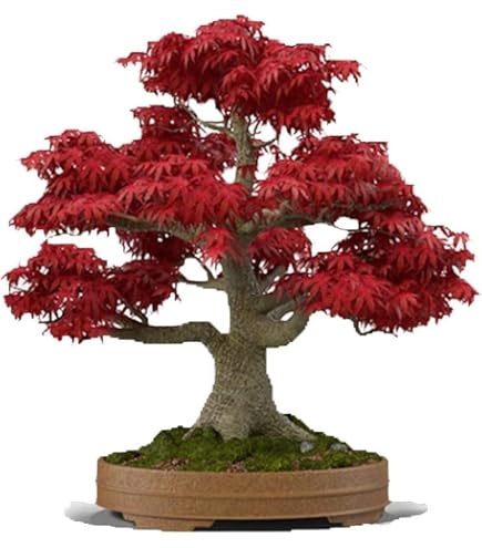 Amazon.com: 50 種盆景樹種子,日本紅楓| 高獎盆景(ACER palmatum