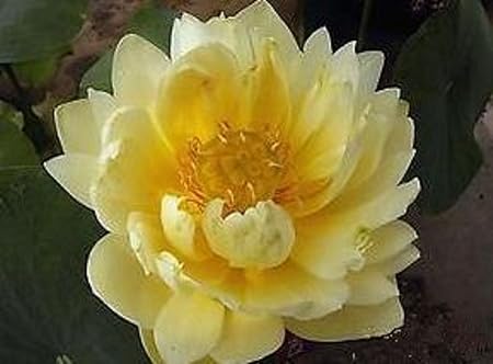 ROYAL LAND YELLOW LOTUS Seeds, Hydroponic Flower Seeds PERENNIAL 10 seeds