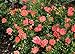 OSO EASY® Mango Salsa Rose - HARDY /DISEASE RESISTANT - Proven Winners