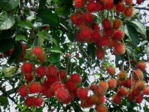 Big Rambutan (Nephelium Lappaceum) 10 Seeds