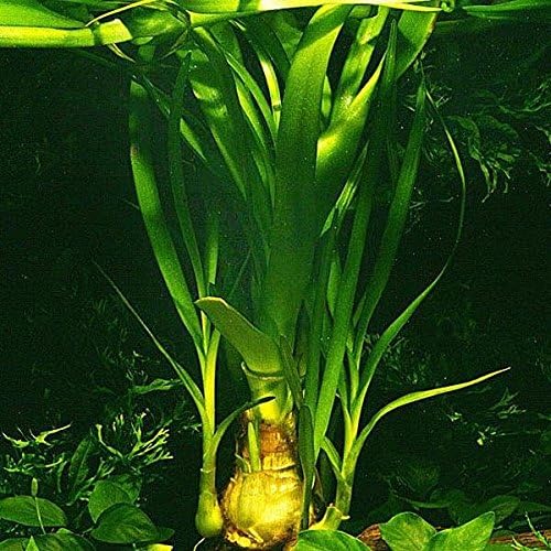 Crinum thaianum/Water Onion - Live Aquarium Plant
