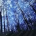 Prabahdak Forest Trees Tapestry Starry Night Tapestry Fantastic Galaxy Landscape Tapestry Wall Hanging for Dorm Living Room Bedroom