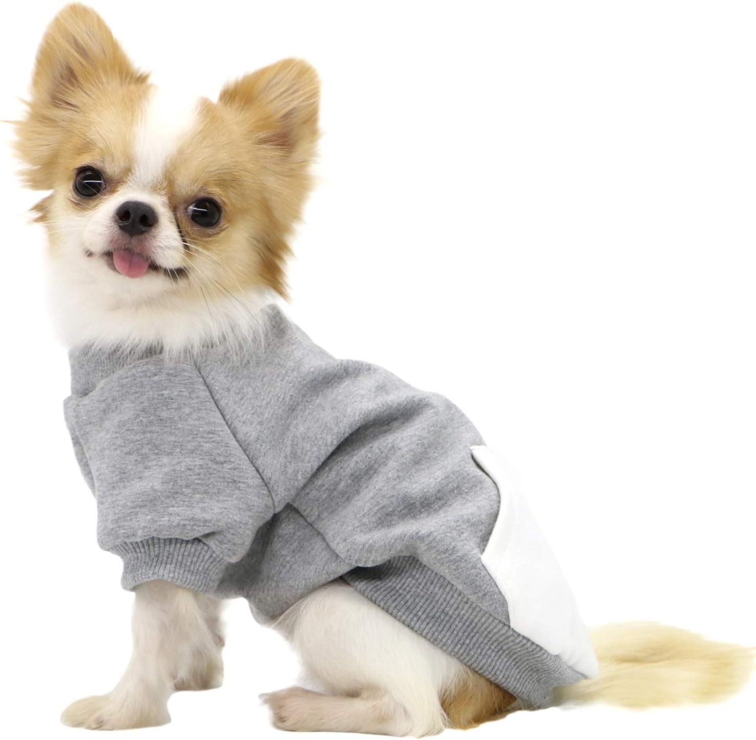 Микро мини чихуахуа. Чихуахуа шерстяные. Реалистичная игрушка чихуахуа. Груминг чихуахуа короткошерстных. Чихуахуа длинношерстные.