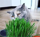 Cat FurNature Cat Grass 4 Pack All-in-One Kits UK Grow Your Own view 8