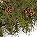 National Tree 16 Inch Pine Cone Grapevine Wreath (PC-16GV-1)