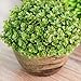 Mini Home Artificial Boxwood Spiral Tree Plant Topiary Tree W Pots 6inch by hilingo