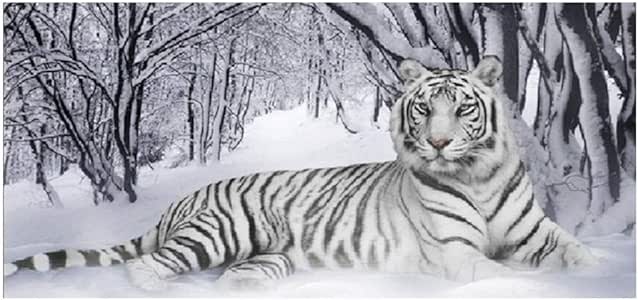 DIY 5D Kit de pintura de diamante por número, diamante ...