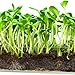 Window Garden Microgreen Organic Sunflower 3 Pack Refill – Use with Grow n Serve Kit, Multi-Use Planter Tray, Pre-Measured Soil and Seed. Easy and Convenient, Sprout 3 Crops of Superfood Greens