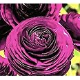 Purple Aviv Peony Ranunculus - 12 Largest Size Corms, Premium Ranunculus Bulbs, Vibrant Purple Flowers, Ideal for Garden Beds, Stunning Peony-Like Blooms