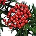 BBTO Artificial 200 Pack Holly Christmas Berries on 100 Wire Stems 8 mm Fake Berries for Christmas Tree Decorations Wreath Craft Wedding Party Favor (Red)