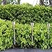 iHomy Stainless Steel 12 Pack Outdoor Solar Garden Lights