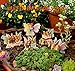 PRETMANNS Fairy Garden Fairies – Fairy Figurines – 2 Cute Sitting Fairies – BEST FRIENDS FAIRIES 1 Piece - Fairy Garden Supplies