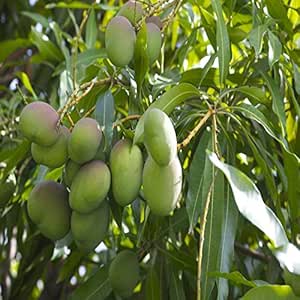 Dwarf Grafted Mango