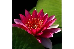 Planterest - Nymphaea Attraction Red Hardy Water Lily Rhizome Live Aquarium Plant BUY2GET1FREE
