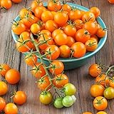 Sun Gold Hybrid Tomato Seeds -The Sweet-Tart Flavor