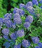 Kletterpflanzen im topf Kletterpflanzen im topf