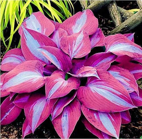 Amazon 種子 150pcs パックギボウシの花の種多年生植物園観賞リリーシェードギボウシ アートフレーム ポスター オンライン通販