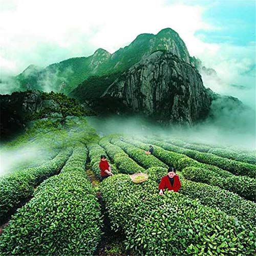 155g (0.34LB) 10 kleine Packungen TiKuanYin Grüner Tee Kostengünstiger Oolong-Tee Neuer Tee Frischer chinesischer Anxi… – Bild 8