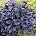 Outsidepride Sweet Basil Dark Opal - 1000 Seeds primary