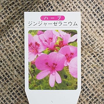 Amazon ゼラニウム 苗 ジンジャー ゼラニウム 3号ポット苗 植木