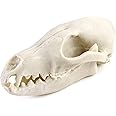 QWORK Fox Skull, Realistic Animal Skull Bones Fox Head Skeleton Natural Teeth Bone Specimen Model for Home Collectible Decoration Halloween Party