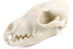 QWORK Fox Skull, Realistic Animal Skull Bones Fox Head Skeleton Natural Teeth Bone Specimen Model for Home Collectible Decoration Halloween Party