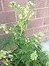 Ashitaba Plant (Aka Tomorrow's Leaf)-Organic