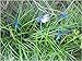 LeBeila Dragonfly Outdoor Decor for Yard Planter Decorations Gardening Stakes 3D Dragonfly Art Craft Garden Ornament and Patio Yard Party Pot Flower Decals Statues 7 CM (10, Blue)