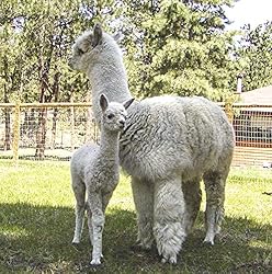 Alpaca Home • 100% Royal Baby Alpaca Wool Throw