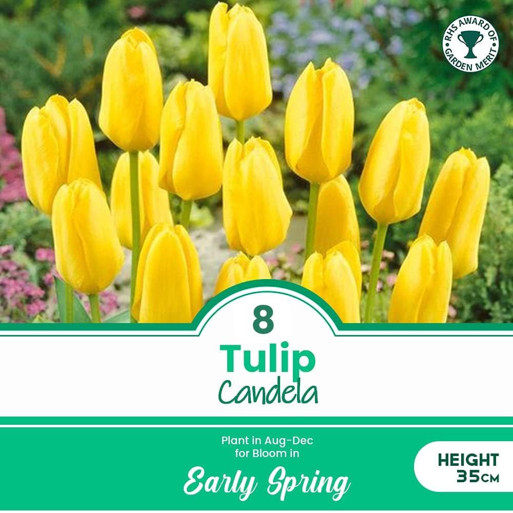 schone 8 x Tulip Candela – RHS Award of Garden Merit – Perennial – Large Oval Blooms – Mid Spring Flowering – for Your Beautiful Garden, Yellow