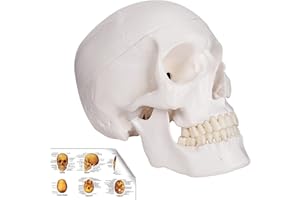RONTEN Human Skull Model, Skull Anatomy Model, Life Size Replica Medical Anatomy Anatomical Adult Model with Removable Skull Cap and Articulated Mandible, Full Set of Teeth，7.2x4.2x4.95in