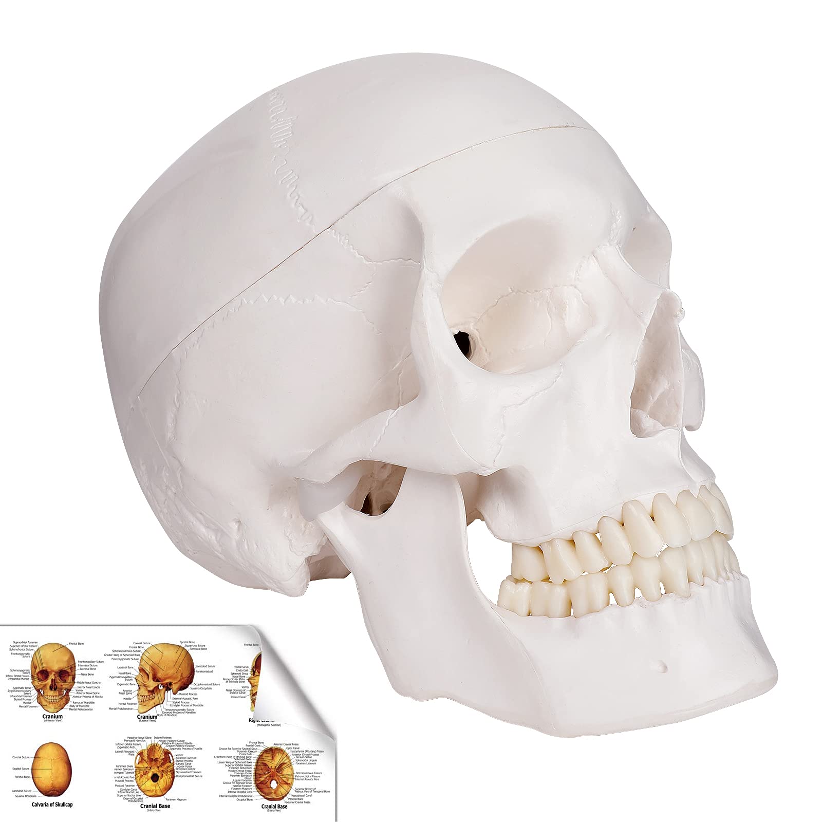 Photo 1 of RONTEN Human Skull Model, Skull Anatomy Model, Life Size Replica Medical Anatomy Anatomical Adult Model with Removable Skull Cap and Articulated Mandible, Full Set of Teeth?7.2x4.2x4.95in