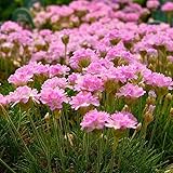Miniature Fairy Garden Armeria juniperfolia, Thrift